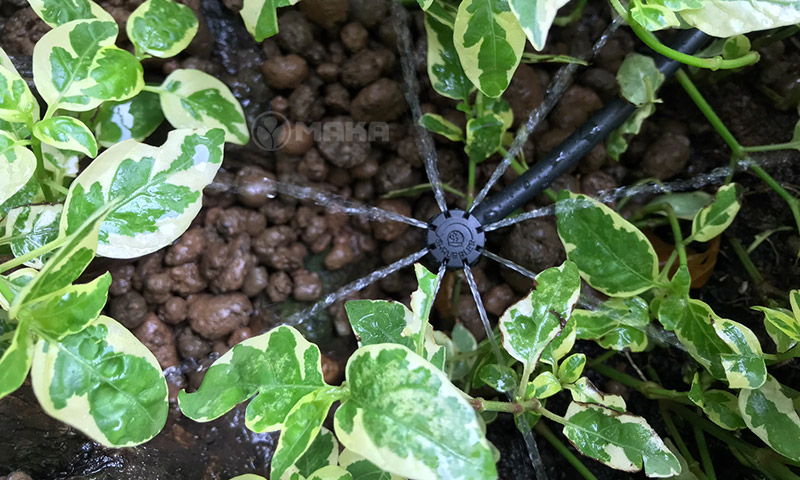 tuoi-cay-dung-gio-giup-cay-khoe-manh-va-tiet-kiem-thoi-gian